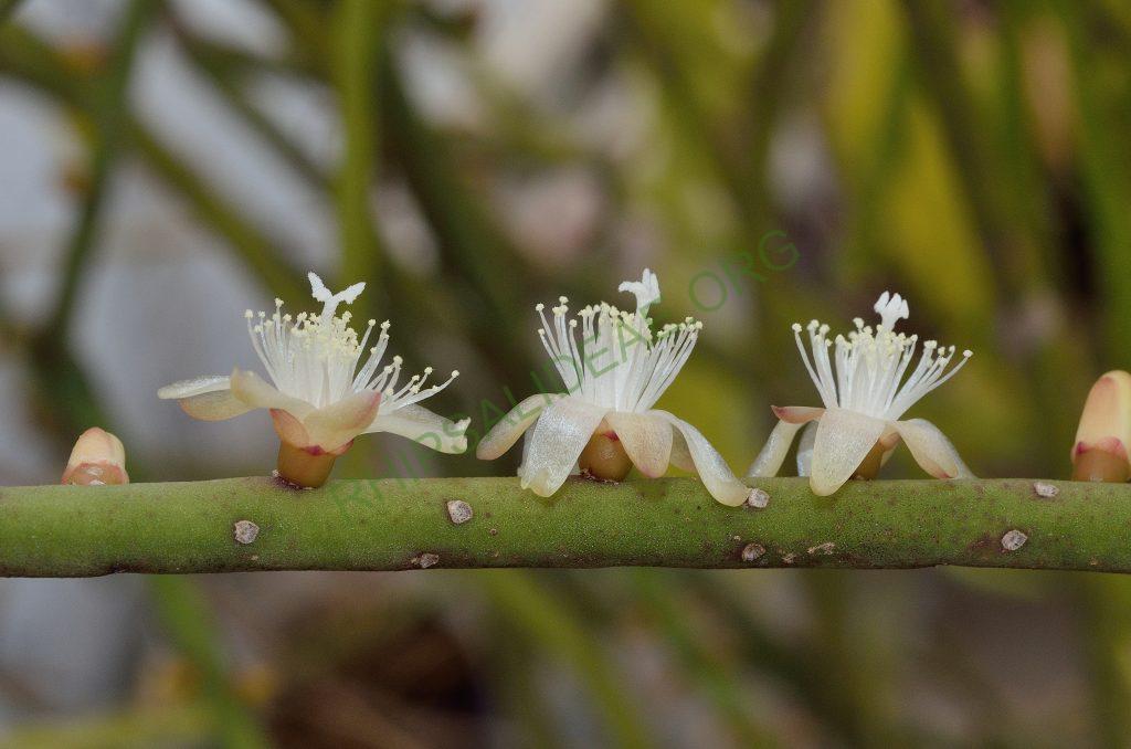 Rhipsalis grandiflora, Utrecht University Botanic Gardens, ex. Gerardus Olsthoorn