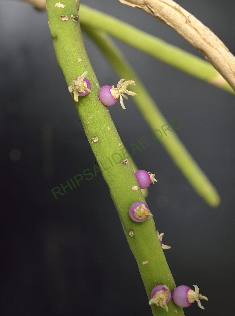 Rhipsalis grandiflora, Utrecht University Botanic Gardens, ex. Gerardus Olsthoorn