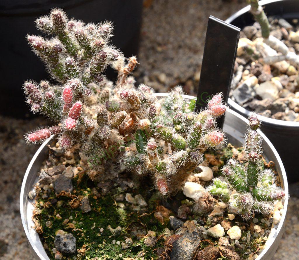 Hatiora herminiae, Neotenic (juvenile) form, Heidelberg Botanical Garden