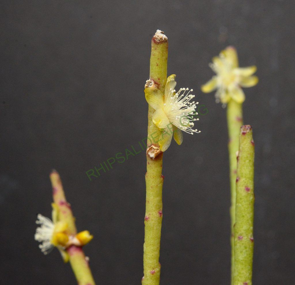 Rhipsalis floccosa subsp. hohenauensis, Santa Catarina, Brazil, Utrecht University Botanic Gardens, ex. Gerardus Olsthoorn