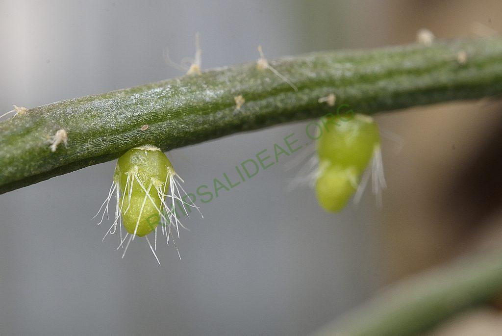 Rhipsalis baccifera subsp. horrida, Utrecht University Botanic Gardens
