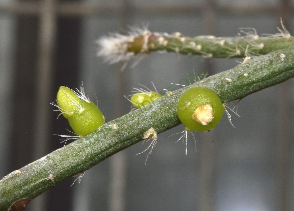 Rhipsalis baccifera subsp. horrida, Utrecht University Botanic Gardens