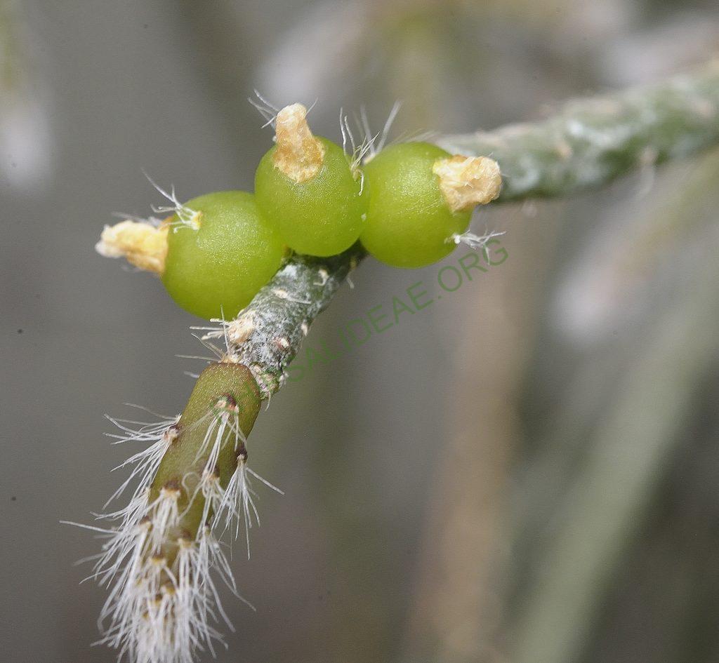 Rhipsalis baccifera subsp. horrida, Utrecht University Botanic Gardens