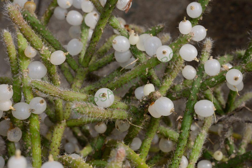 Rhipsalis baccifera subsp. horrida, Utrecht University Botanic Gardens