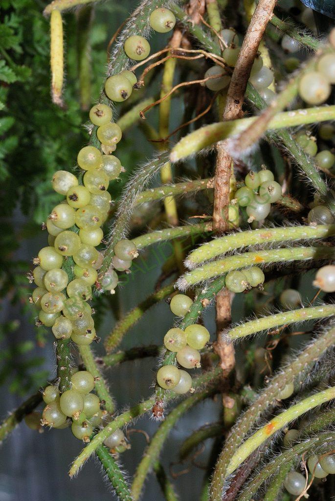 Rhipsalis baccifera subsp. horrida, Utrecht University Botanic Gardens