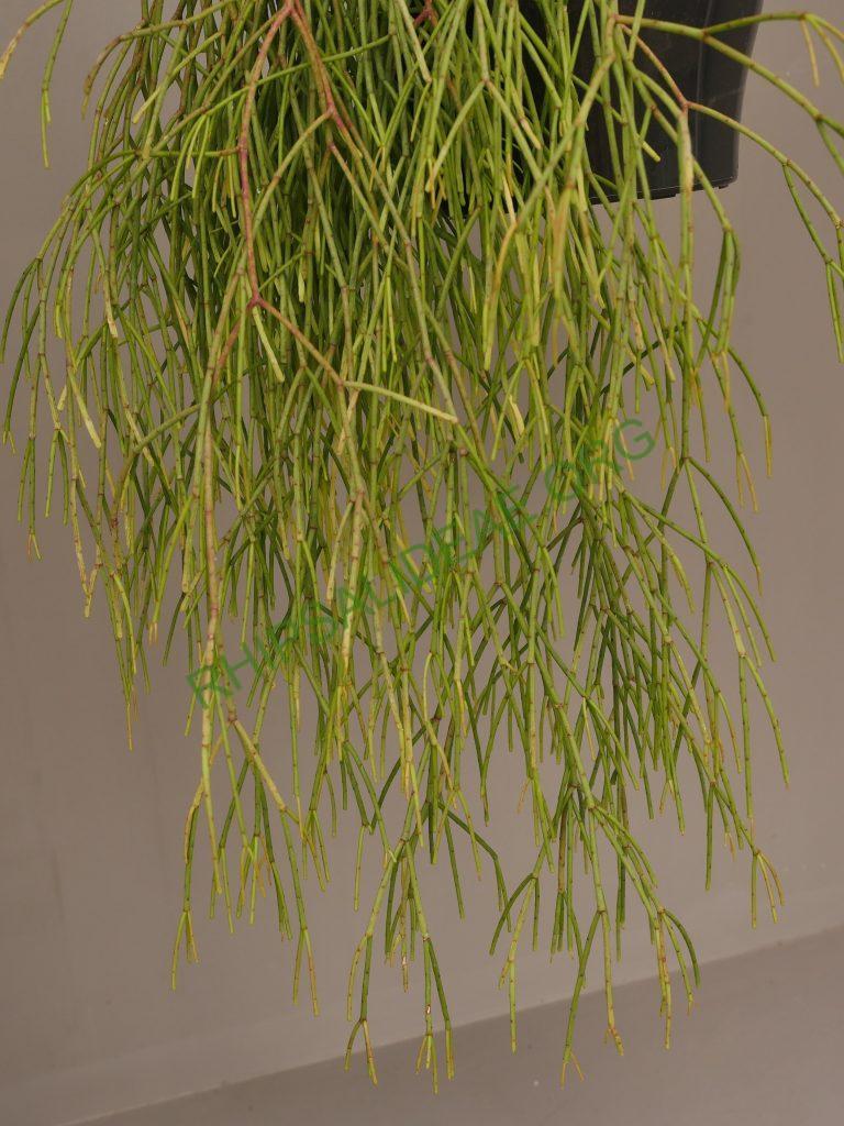 Rhipsalis juengeri, AH 703, Ibitipoca, Minas Gerais, Brazil