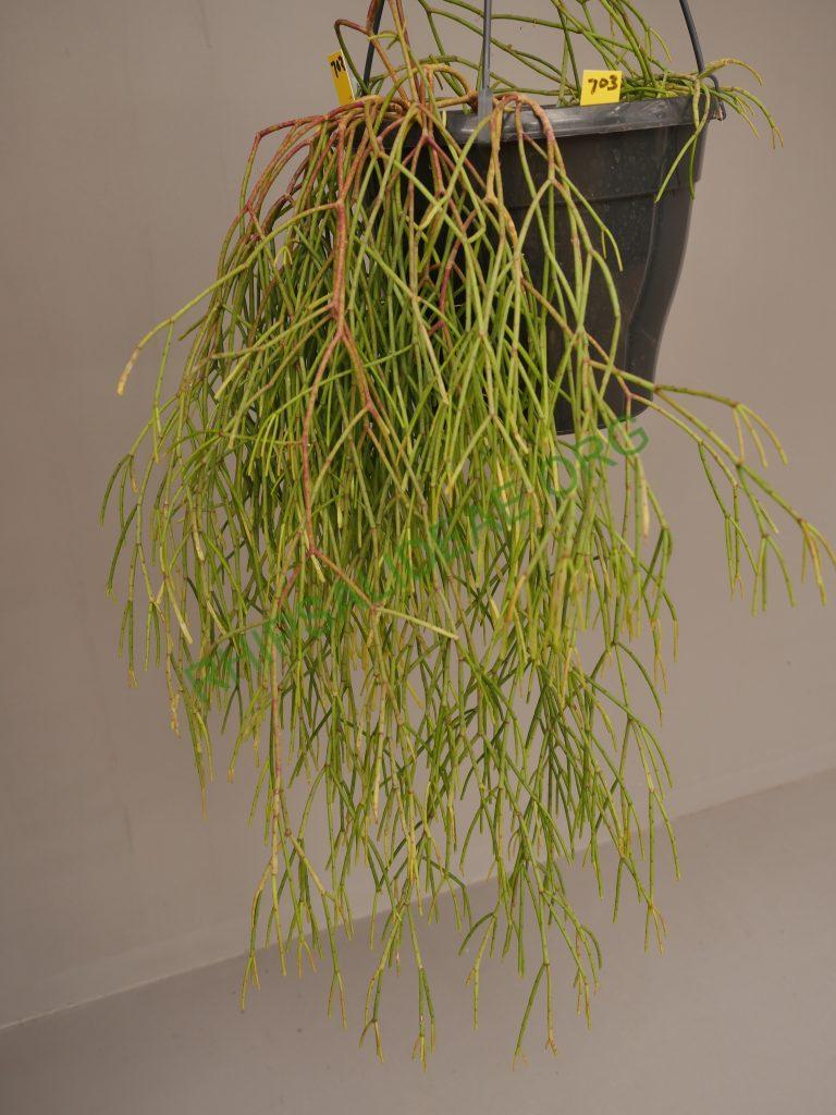 Rhipsalis juengeri, AH 703, Ibitipoca, Minas Gerais, Brazil