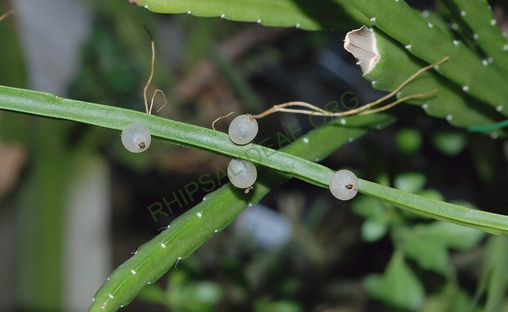 Rhipsalis micrantha f. kirbergii, Utrecht University Botanic Gardens, ISI 1120, Near Chone, Prov. Manabi, Ecuador, 200m, 1975, type collection Rauh & Bartholtt #3464