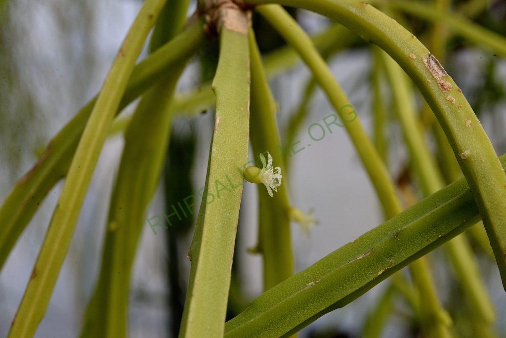 Rhipsalis micrantha f. kirbergii, Utrecht University Botanic Gardens, ISI 1120, Near Chone, Prov. Manabi, Ecuador, 200m, 1975, type collection Rauh & Bartholtt #3464