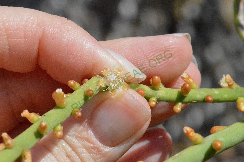 Rhipsalis lindbergiana