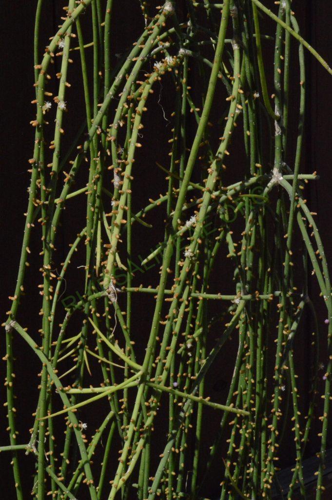 Rhipsalis lindbergiana