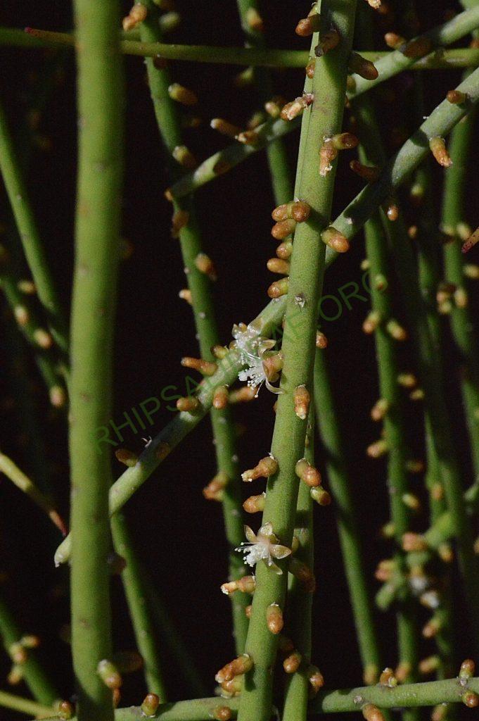 Rhipsalis lindbergiana