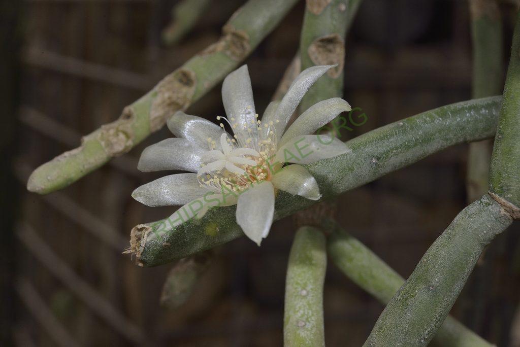 Rhipsalis neves-armondii f. megalantha, Utrecht University Botanic Gardens