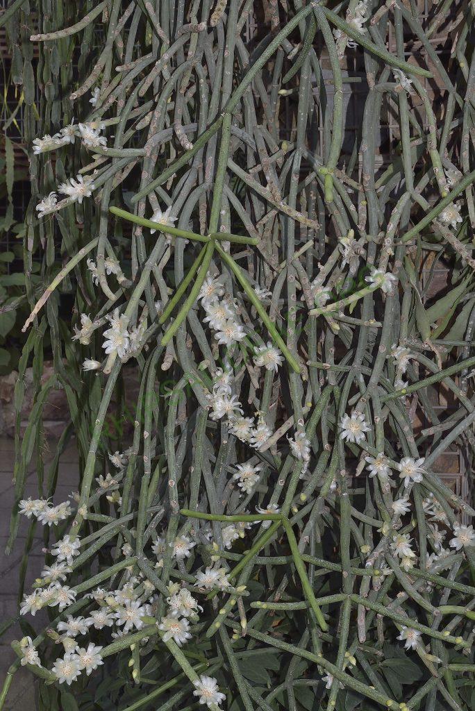 Rhipsalis neves-armondii f. megalantha, Utrecht University Botanic Gardens
