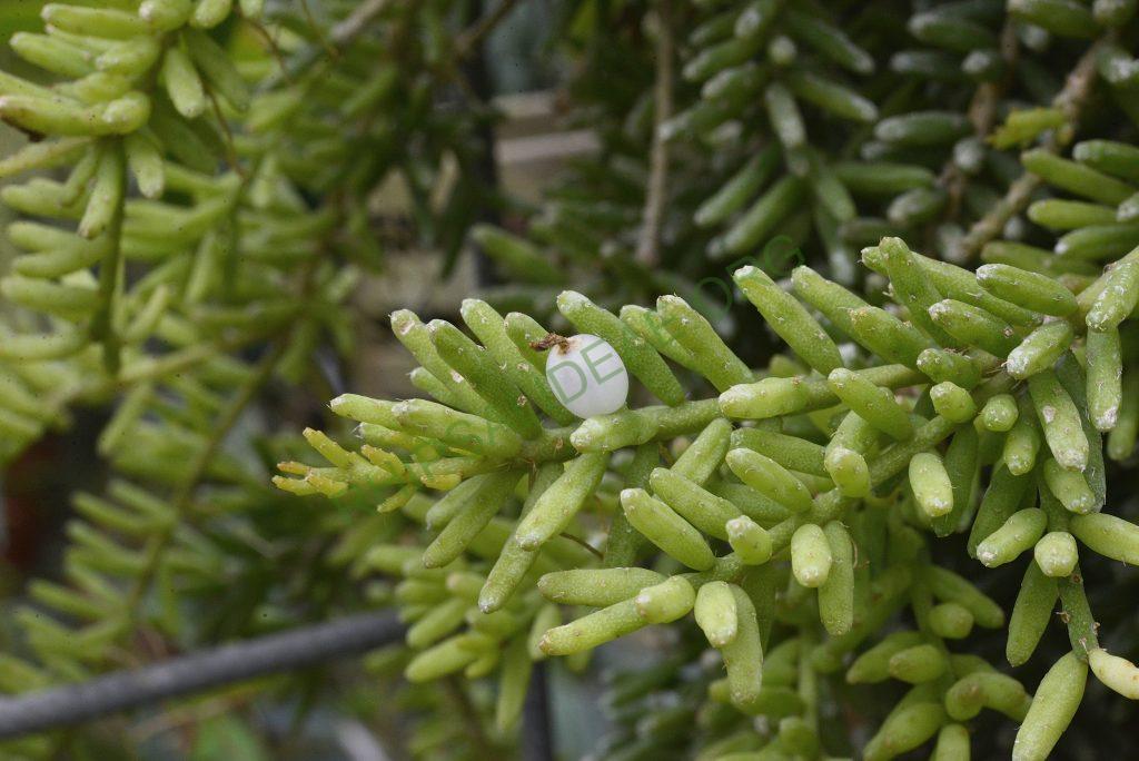 Rhipsalis mesembryanthemoides, Utrecht University Botanic Gardens