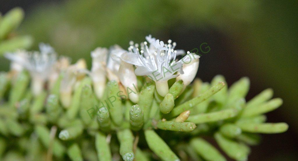 Rhipsalis mesembryanthemoides, Utrecht University Botanic Gardens