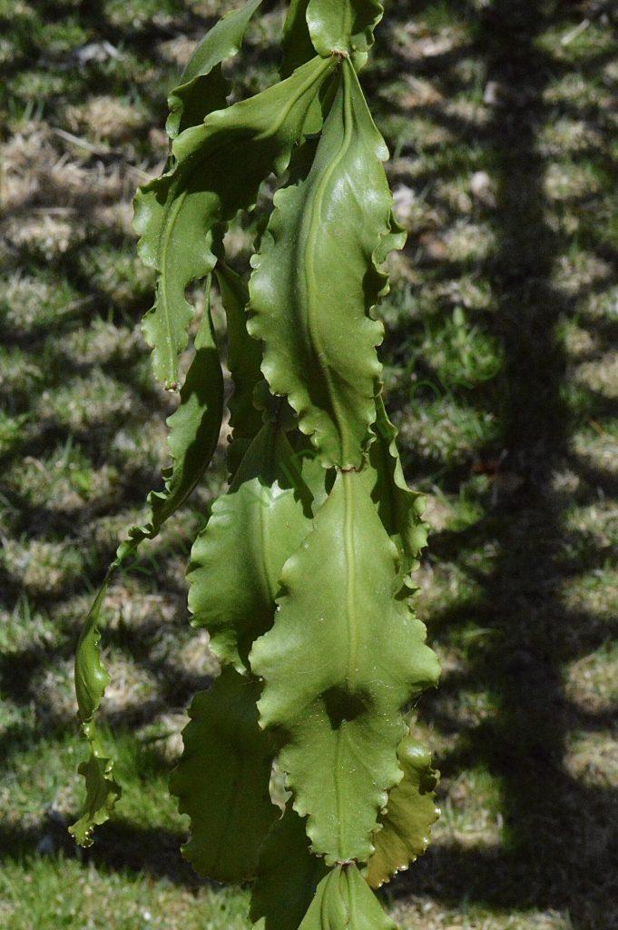Rhipsalis oblonga, Ilhabela, 1645a
