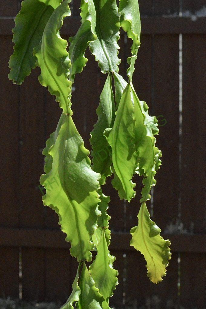 Rhipsalis oblonga, Ilhabela, 1645a