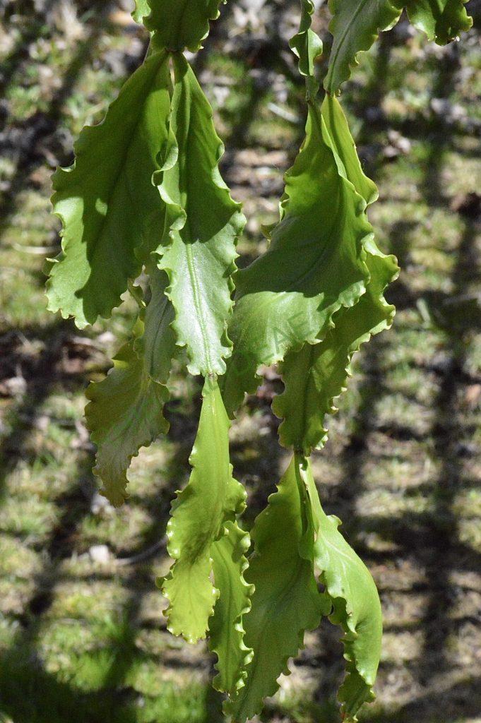 Rhipsalis oblonga, Ilhabela, 1645a