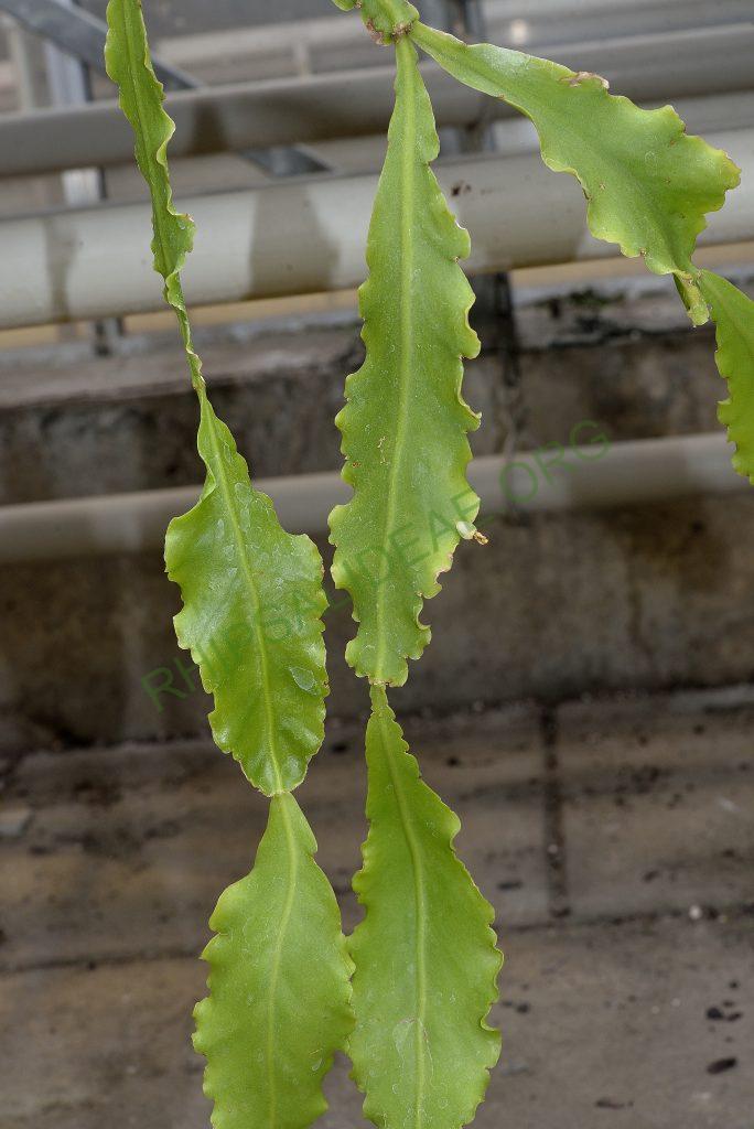 Rhipsalis oblonga, Paraty, Rio de Janeiro, Brazil, Utrecht University Botanic Gardens, ex. Gerardus Olsthoorn