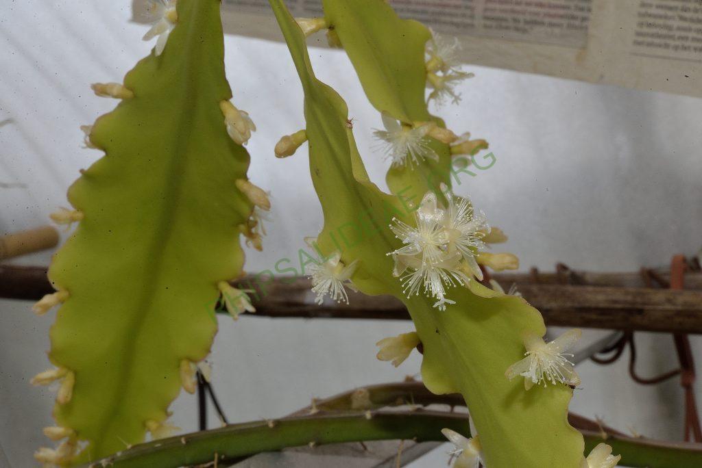 Rhipsalis oblonga, Paraty, Rio de Janeiro, Brazil, Utrecht University Botanic Gardens, ex. Gerardus Olsthoorn