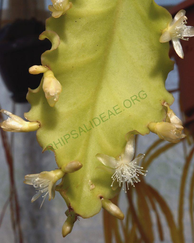 Rhipsalis oblonga, Paraty, Rio de Janeiro, Brazil, Utrecht University Botanic Gardens, ex. Gerardus Olsthoorn
