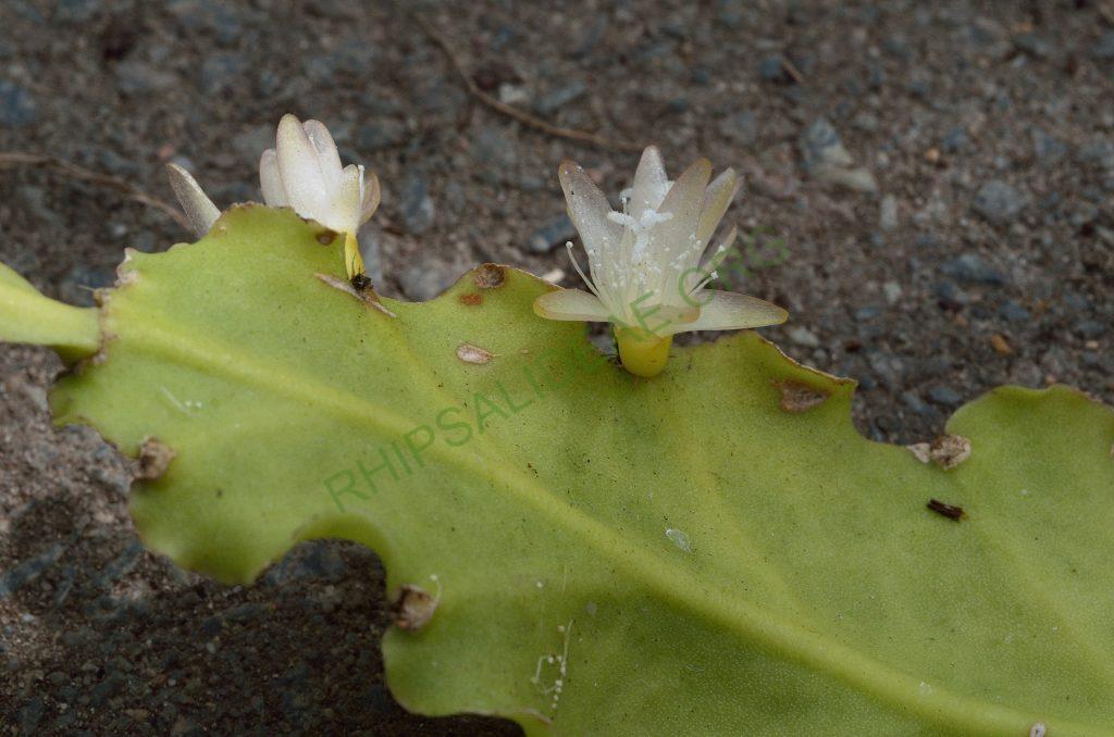 Rhipsalis oblonga, Paraty, Rio de Janeiro, Brazil, Utrecht University Botanic Gardens, ex. Gerardus Olsthoorn