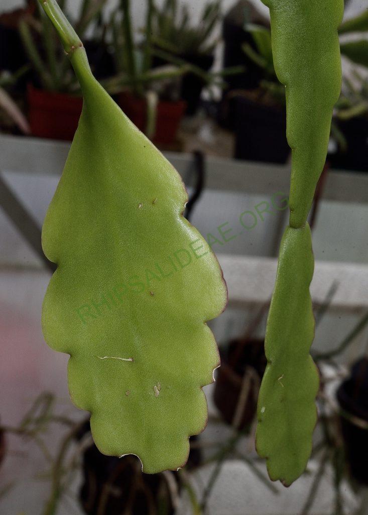 Rhipsalis olivifera, Utrecht University Botanic Gardens, ex. Jena Botanical Garden