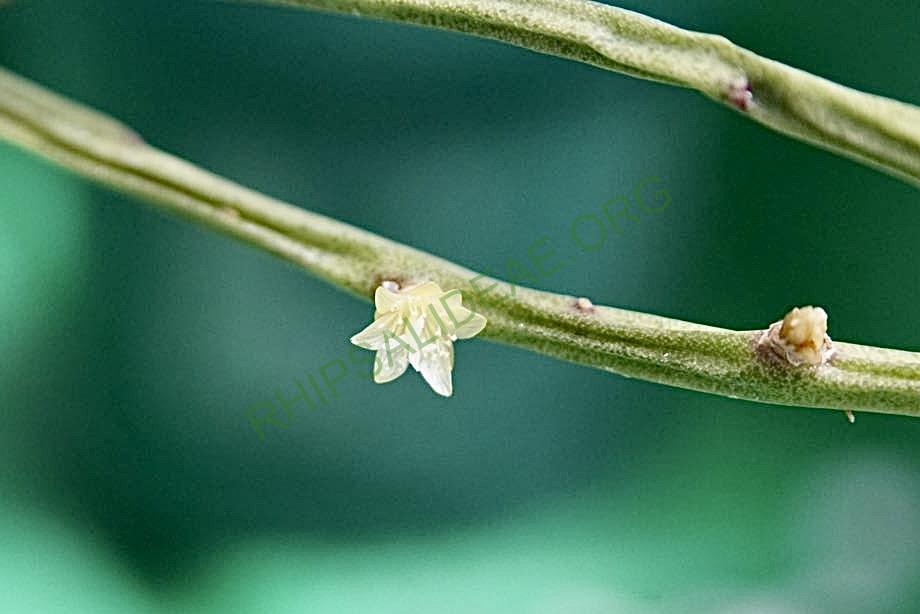 Rhipsalis oreophila