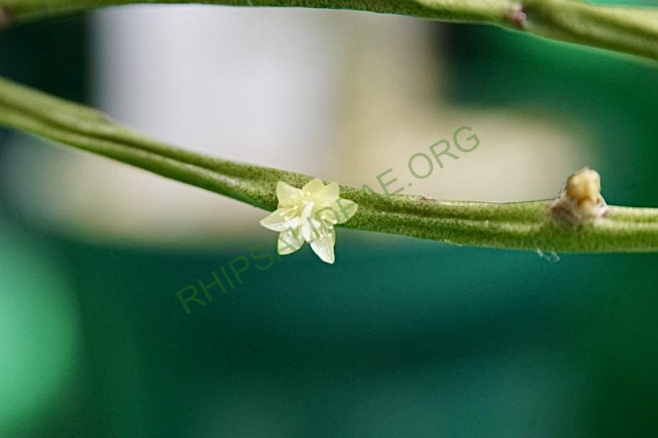 Rhipsalis oreophila