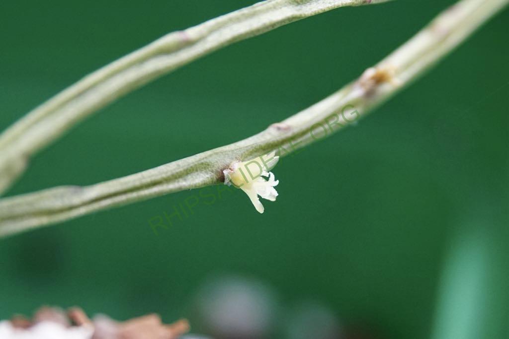 Rhipsalis oreophila