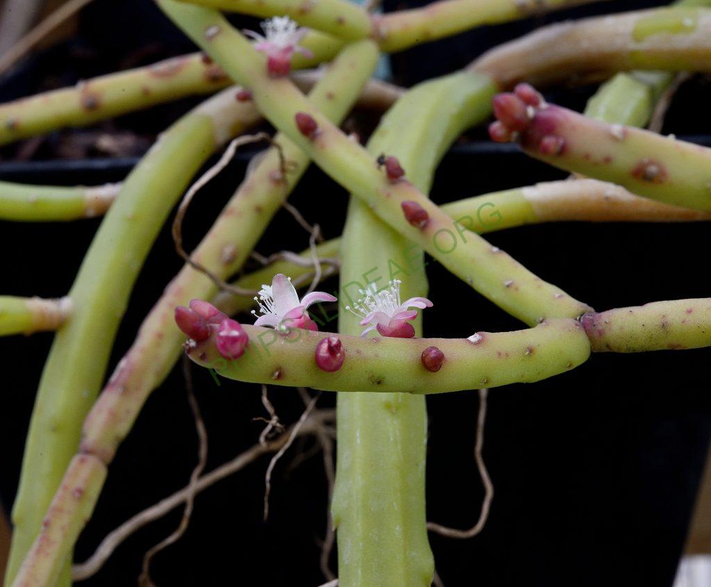 Rhipsalis pacheco-leonis subsp. pacheco-leonis, Utrecht University Botanic Gardens