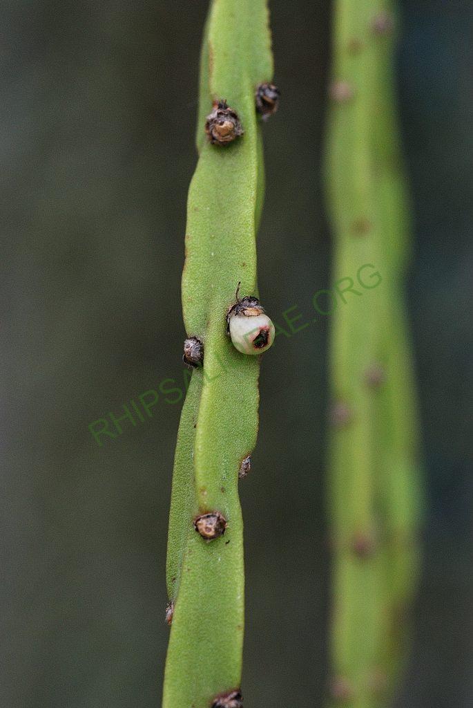 Rhipsalis pacheco-leonis subsp. catenulata, Utrecht University Botanic Gardens