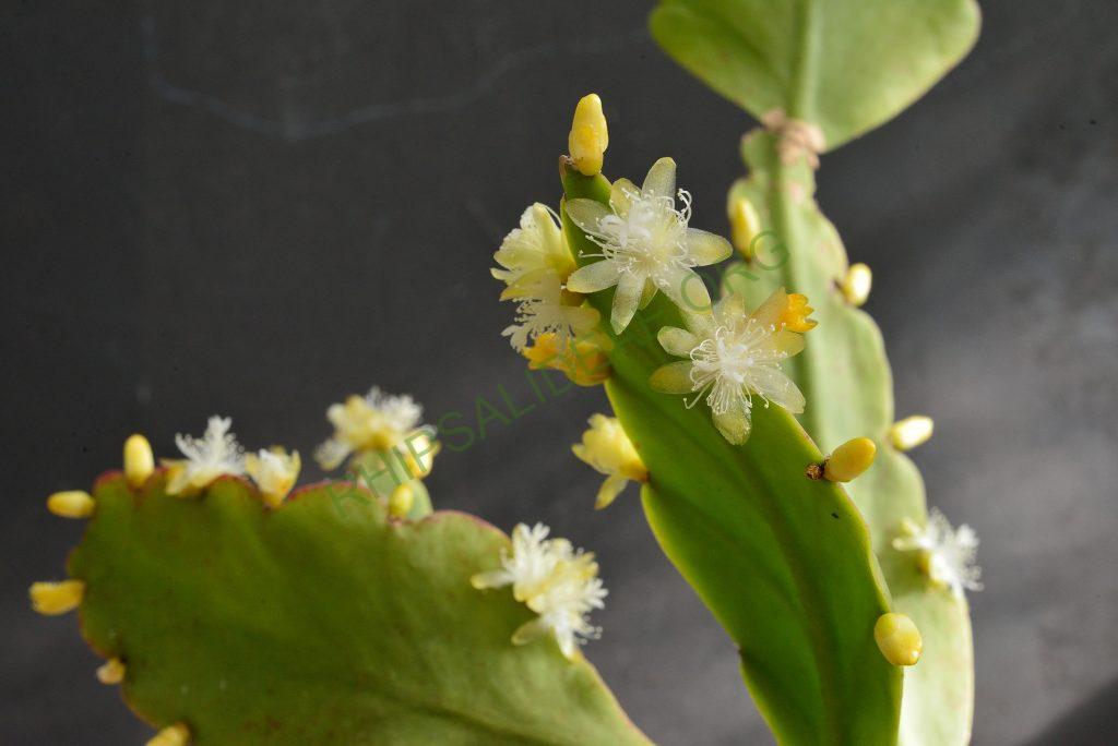 Rhipsalis pachyptera, Camburi on the coast, border between Rio de Janeiro and São Paulo, Utrecht University Botanic Gardens, ex. Gerardus Olsthoorn