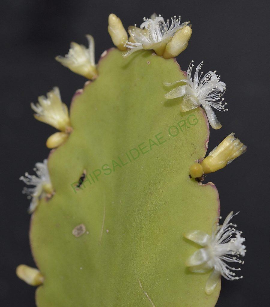 Rhipsalis pachyptera, Camburi on the coast, border between Rio de Janeiro and São Paulo, Utrecht University Botanic Gardens, ex. Gerardus Olsthoorn