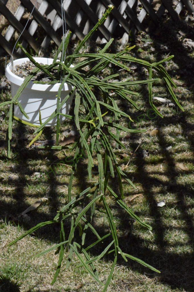 Rhipsalis pentaptera