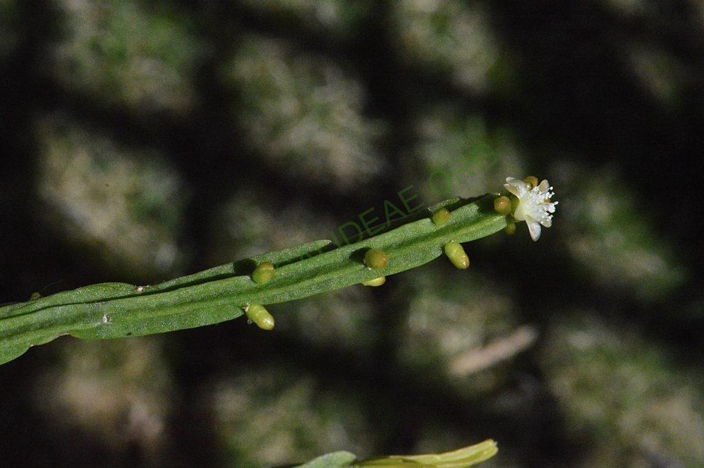 Rhipsalis pentaptera