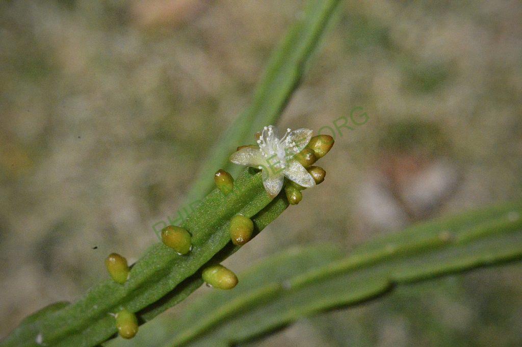 Rhipsalis pentaptera