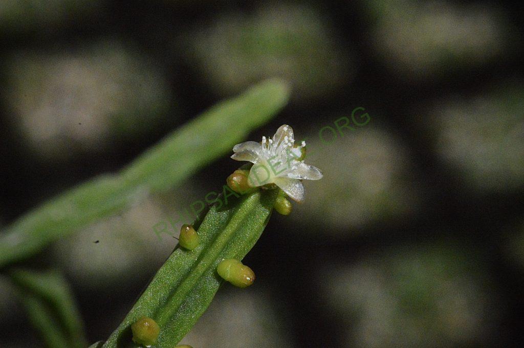 Rhipsalis pentaptera