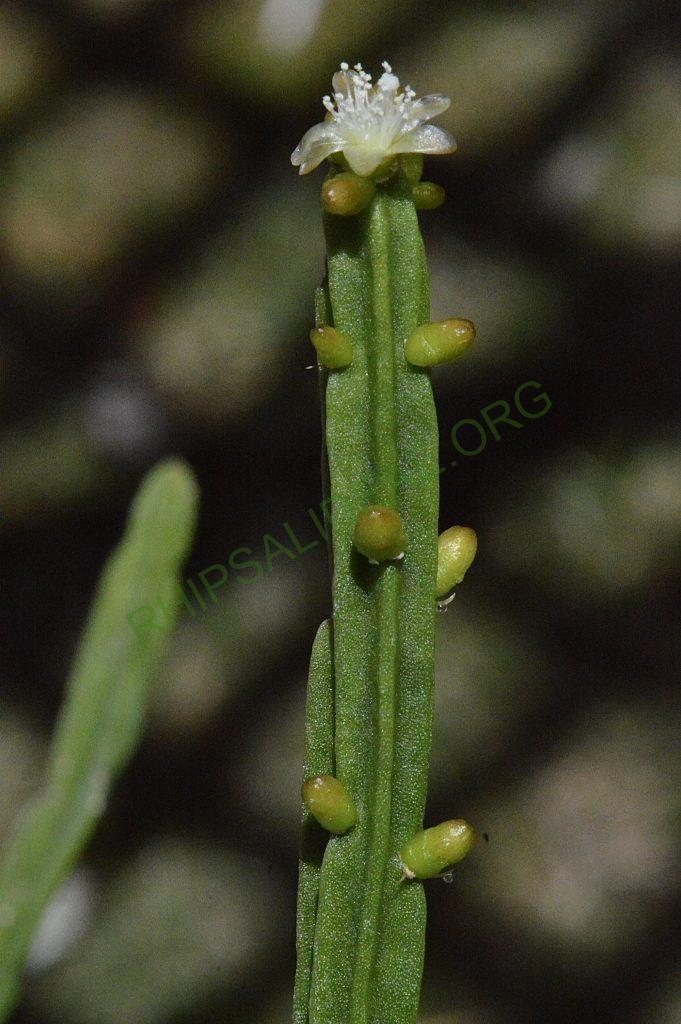 Rhipsalis pentaptera