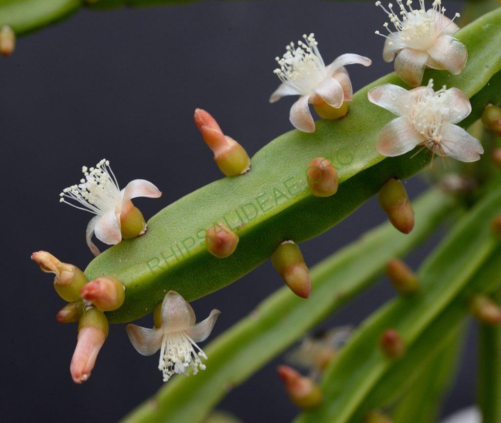 Rhipsalis pentaptera, Utrecht University Botanic Gardens, clone with larger flowers