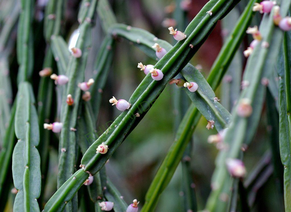 Rhipsalis pentaptera, Utrecht University Botanic Gardens, clone with larger flowers