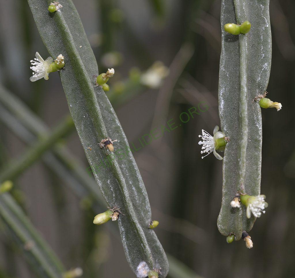 Rhipsalis pentaptera, Utrecht University Botanic Gardens, clone with smaller flowers