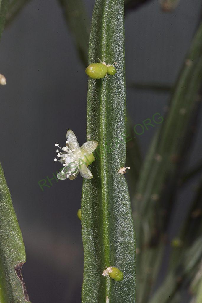 Rhipsalis pentaptera, Utrecht University Botanic Gardens, clone with smaller flowers