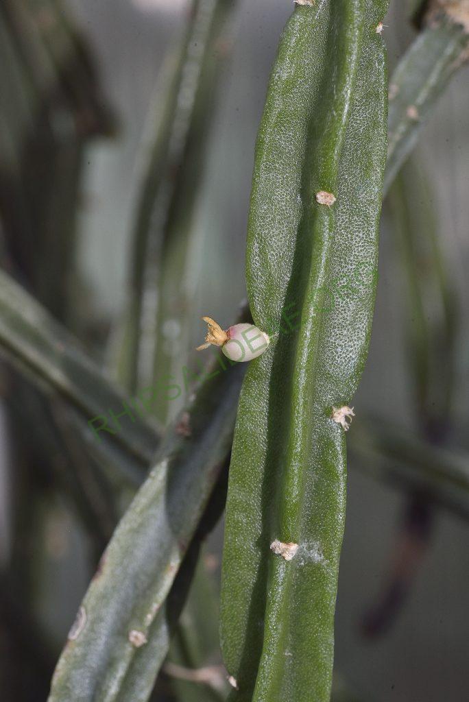 Rhipsalis pentaptera, Utrecht University Botanic Gardens, clone with smaller flowers