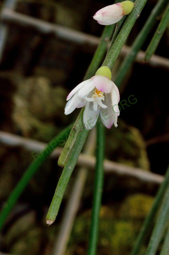 Rhipsalis pulchra, Utrecht University Botanic Gardens