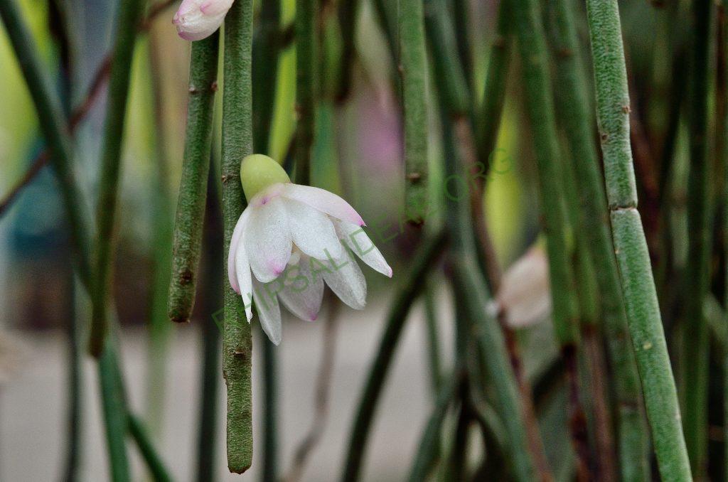 Rhipsalis pulchra, Utrecht University Botanic Gardens