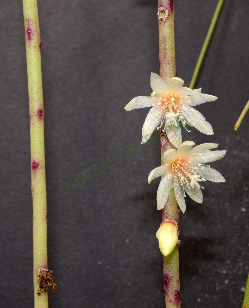 Rhipsalis puniceodiscus, Rio de Janeiro, Brazil, Utrecht University Botanic Gardens, ex. Gerardus Olsthoorn