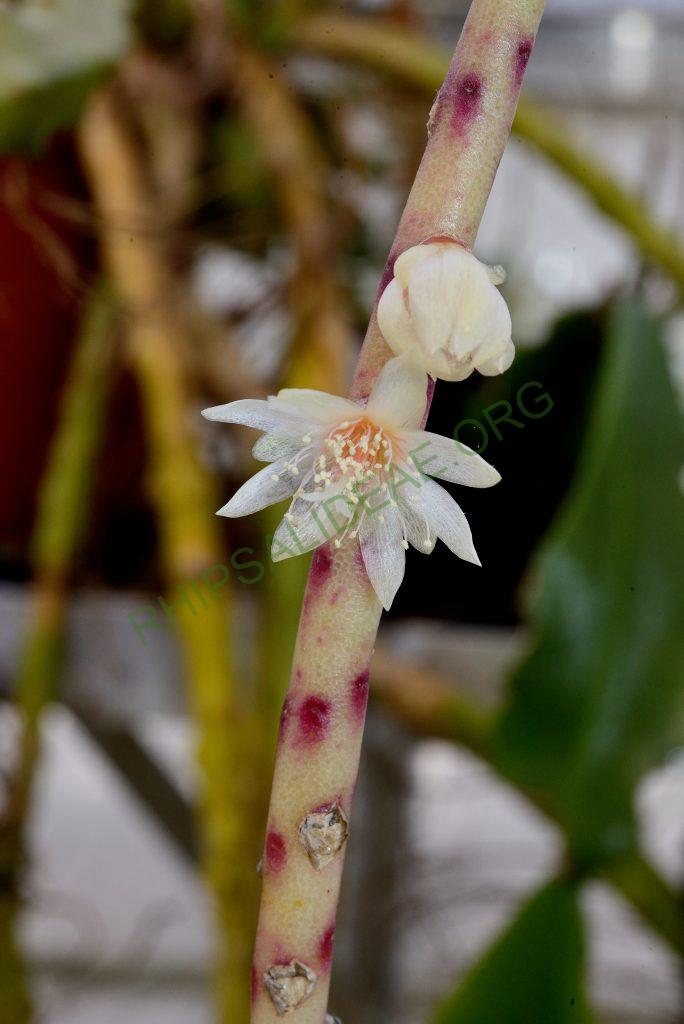 Rhipsalis puniceodiscus, Rio de Janeiro, Brazil, Utrecht University Botanic Gardens, ex. Gerardus Olsthoorn