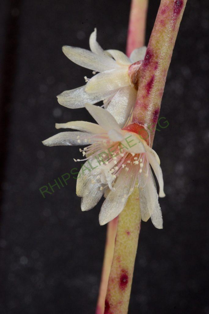 Rhipsalis puniceodiscus, Rio de Janeiro, Brazil, Utrecht University Botanic Gardens, ex. Gerardus Olsthoorn